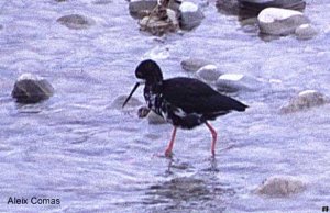 Black Stilt