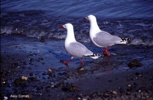 Red-billed Gull