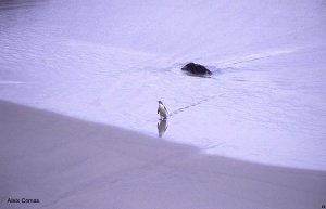 Yellow-eyed Penguin