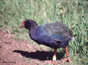 Takahe