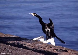 Australian Darter