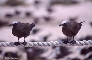 Brown Noddy