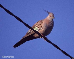 Crested Pigeon