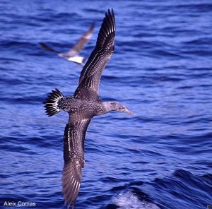 Gannet