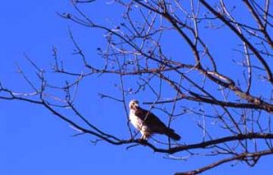 red-tailed hawk