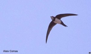 Alpine Swift