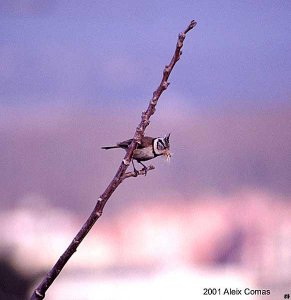 Crested Tit