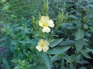 Common Evening Primrose