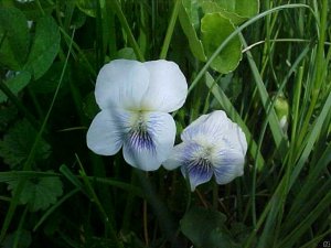 Common Blue Violet