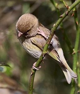 Female Greenfinch has an itch