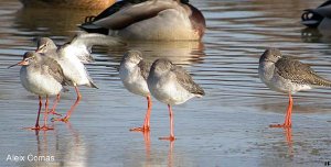 Spotted Redshank