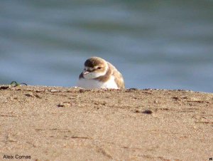 Kentish Plover