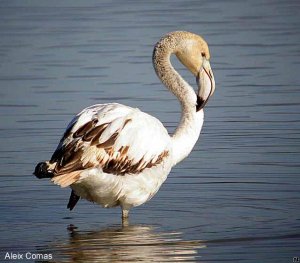 Greater Flamingo