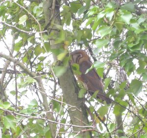 Buff Breasted Barn Owl