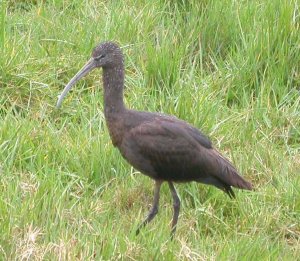 Glossy Ibis