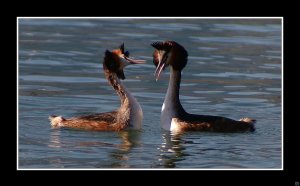 great crested grebe