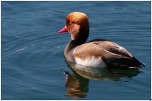 Red-crested Pochard (Male)