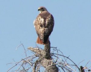 Red-tailed Hawk