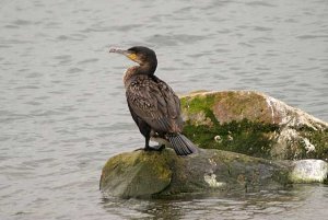 Cormorant