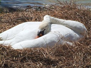 Mute Swan On Nest