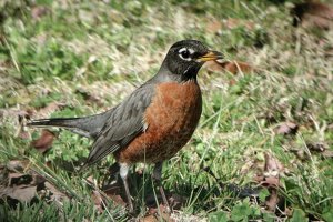 American Robin