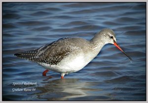 Spotted Redshank