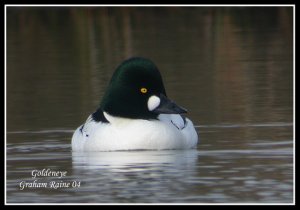 Goldeneye Male