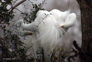 Graceful Great Egrets