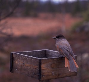 Siberian Jay