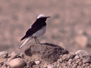 Hooded Wheatear