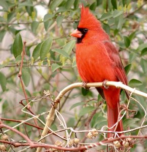 Northern Cardinal