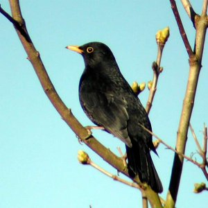 Male Blackbird