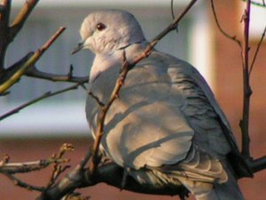 collard dove