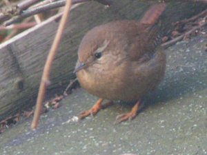 Wren