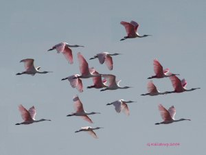 Roseate Spoonbills in flight