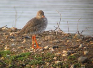 Redshank