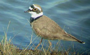 Little Ringed Plover