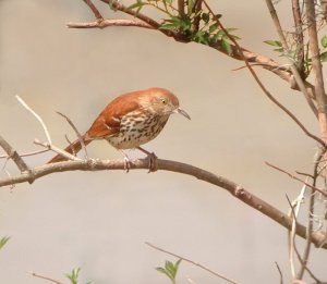 Brown Thrasher