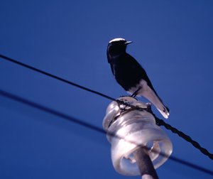 White-tailed Wheatear