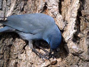 Pinyon Jay