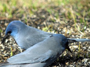 Pinyon Jay