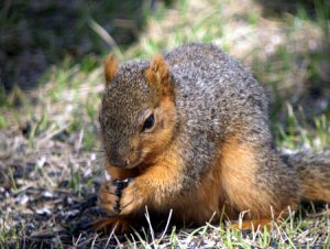 Red Squirrel