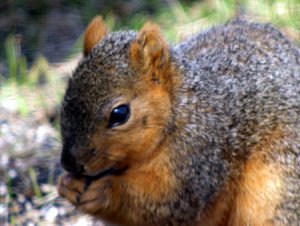 Red Squirrel