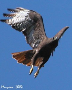 Red-tailed Hawk,  Dark Morph