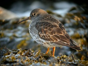 Purple Sandpiper