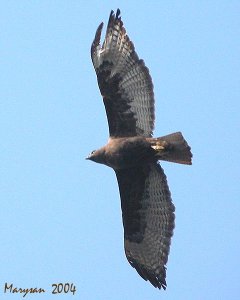Red-tailed Hawk, Dark Morph, in Flight