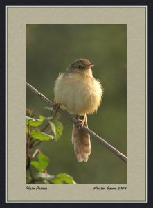 Plain Prinia