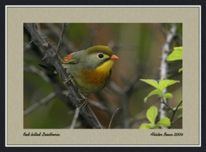 Red-billed Leiothrix