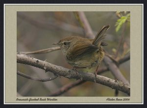 Brownish-flanked Bush-Warbler