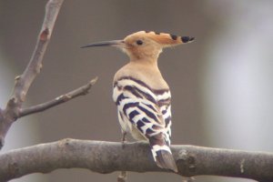 One of our resident Hoopoes